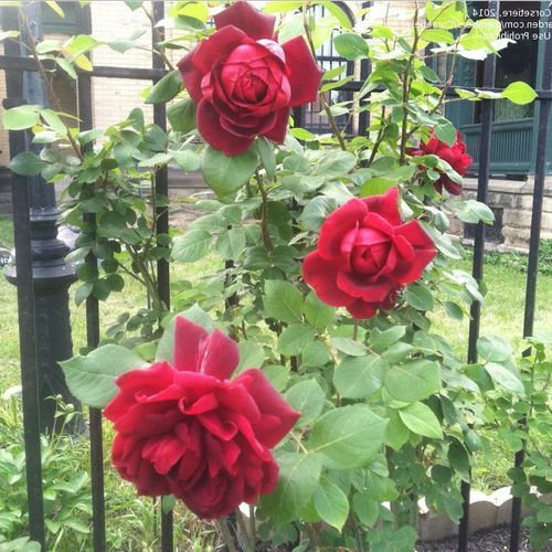 Sötétvörös - Teahibrid virágú - magastörzsű rózsafa- egyenes szárú koronaforma